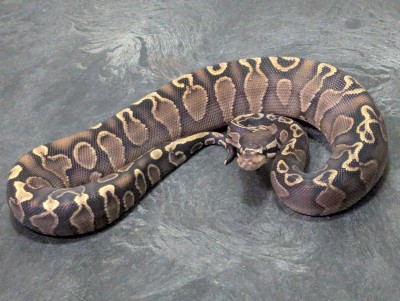 animal image