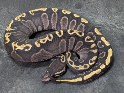 animal image