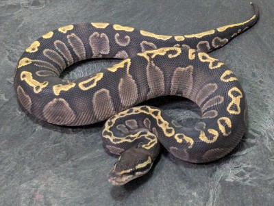 animal image