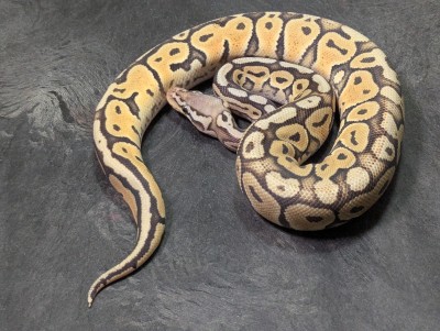 animal image