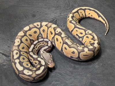 animal image