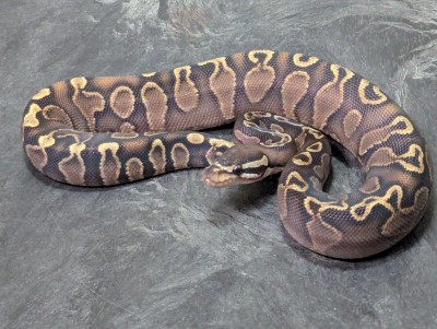 animal image