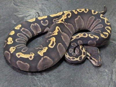 animal image