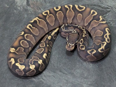 animal image