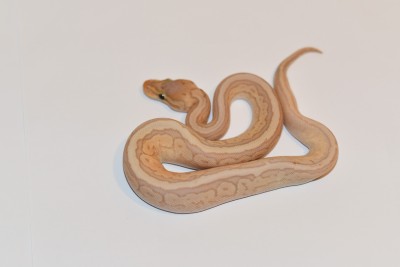 animal image