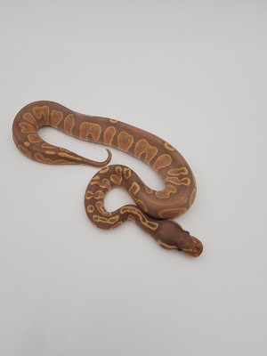 animal image