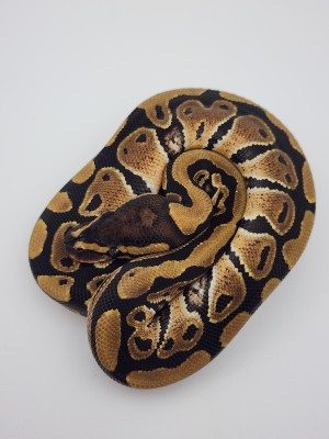animal image