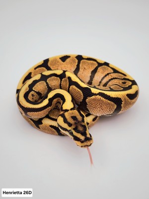 animal image