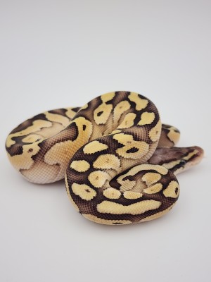 animal image