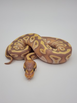 animal image