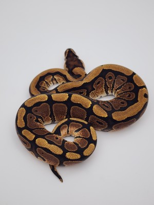 animal image