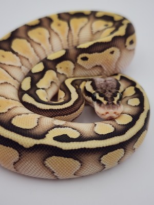 animal image
