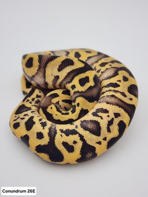 animal image