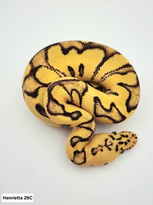 animal image