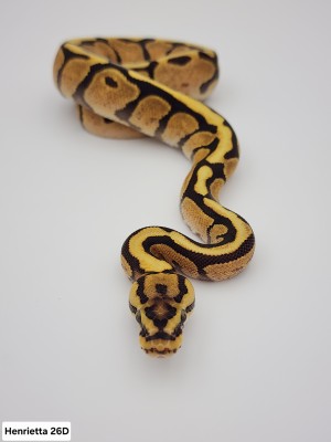 animal image