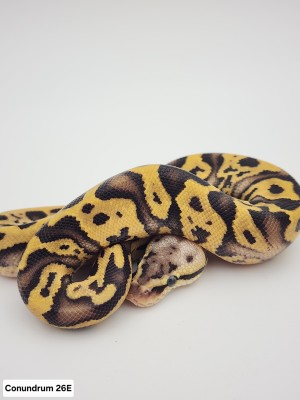 animal image