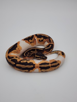 animal image