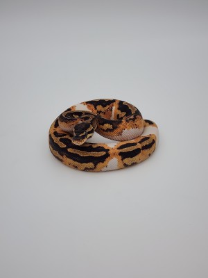 animal image