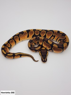 animal image