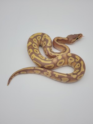 animal image