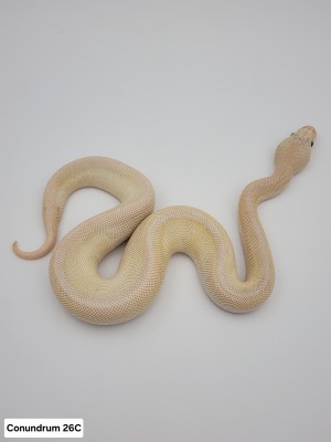 animal image