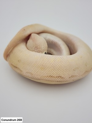 animal image