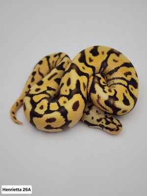 animal image