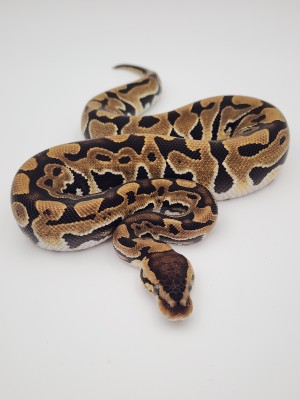 animal image