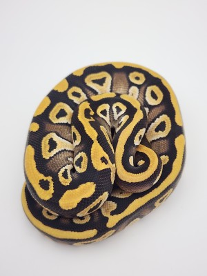 animal image
