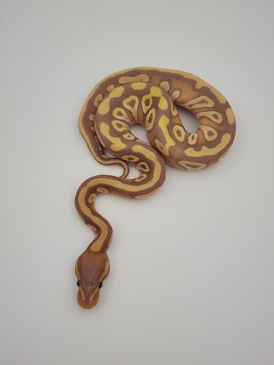 animal image