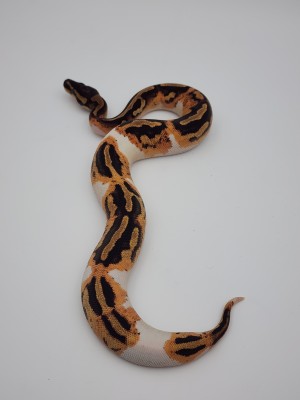 animal image