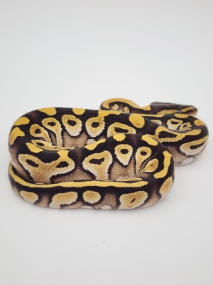 animal image