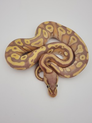 animal image