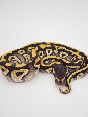 animal image