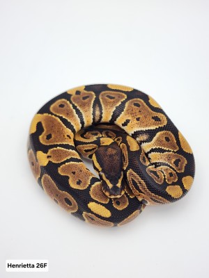 animal image