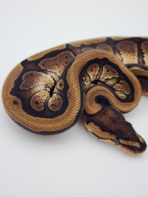 animal image