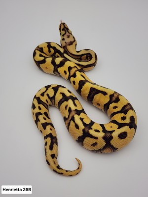 animal image
