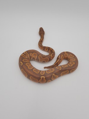 animal image