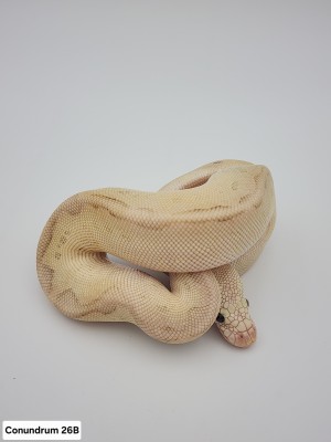 animal image