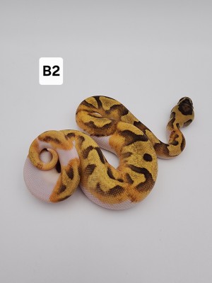 animal image