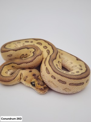 animal image