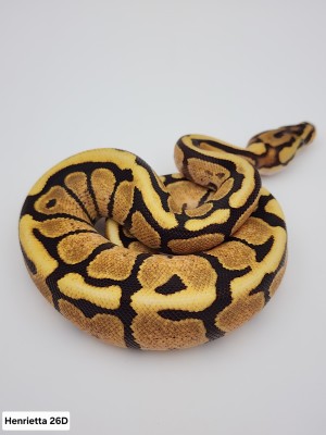 animal image