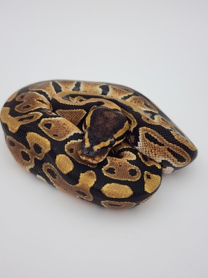 animal image