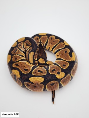 animal image