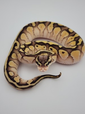 animal image