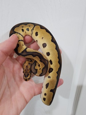 animal image