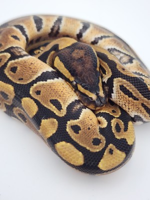 animal image