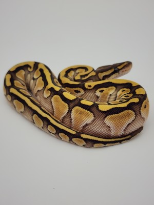 animal image