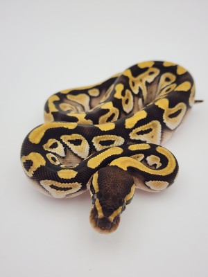animal image
