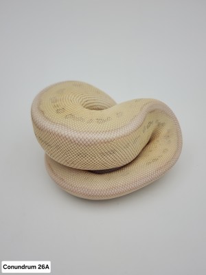 animal image